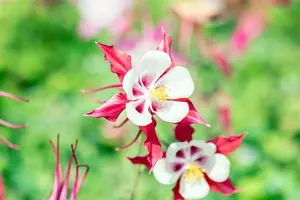 aquilegia 'crimson star' P11 - afbeelding 3