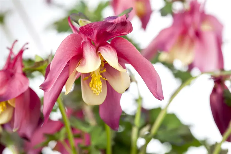 Aquilegia hybr. 'Crimson Star' P9 - afbeelding 1