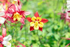 Aquilegia hybr. 'Crimson Star' P9 - afbeelding 4