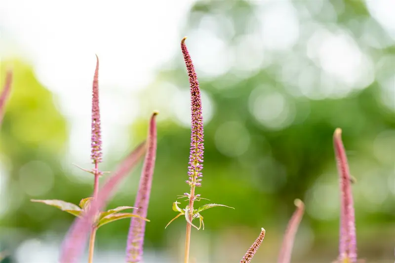 veronicastrum virg. 'cupid' P9