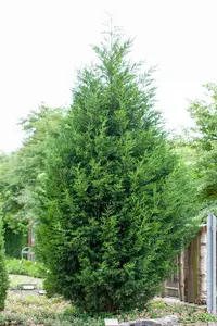 cupressocyparis leylandii (400-450 cm) C90 - afbeelding 2