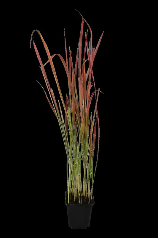 imperata cylindrica P9 - afbeelding 1