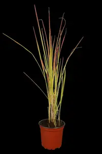 imperata cylindrica P9 - afbeelding 2