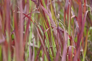 imperata cylindrica P9 - afbeelding 4