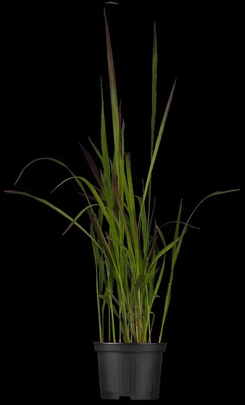 imperata cylindrica P9 - afbeelding 3