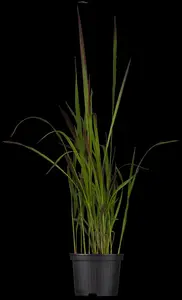 imperata cylindrica P9 - afbeelding 3