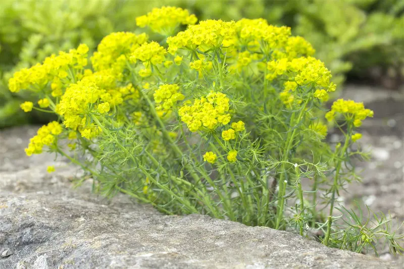 euphorbia cyparissias P9 - afbeelding 1