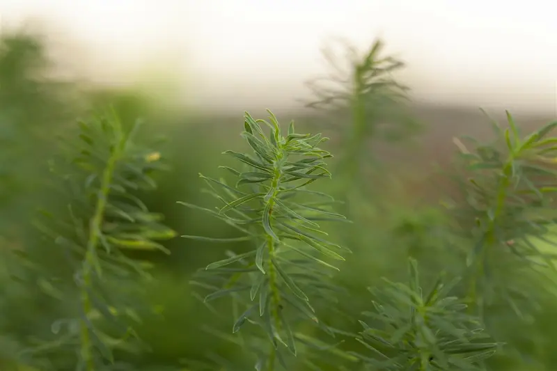 euphorbia cyparissias P9 - afbeelding 2