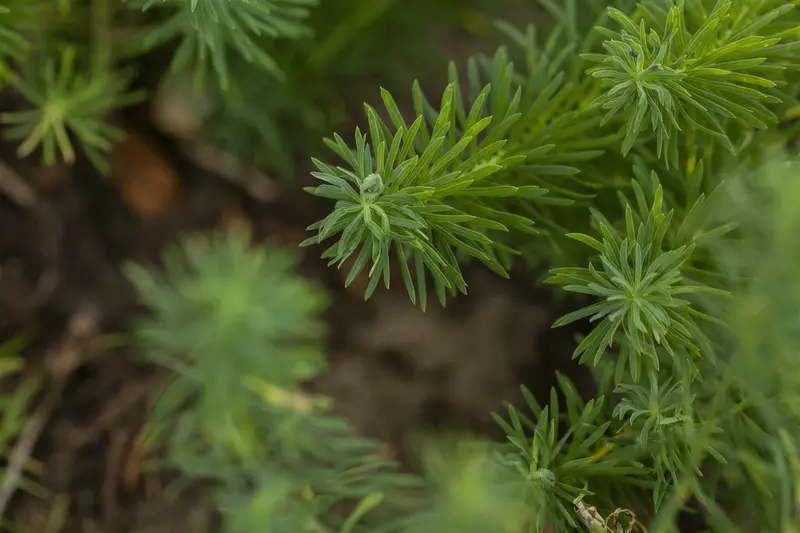 euphorbia cyparissias P9 - afbeelding 3