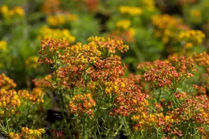 euphorbia cyparissias P9 - afbeelding 5