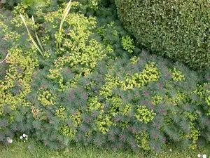 euphorbia cyparissias P9 - afbeelding 4