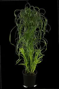 Cyperus alternifolius