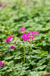 geranium macr. 'czakor' P11 - afbeelding 2