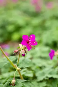 geranium macr. 'czakor' P11 - afbeelding 4