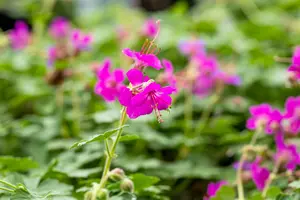 geranium macr. 'czakor' P11 - afbeelding 3