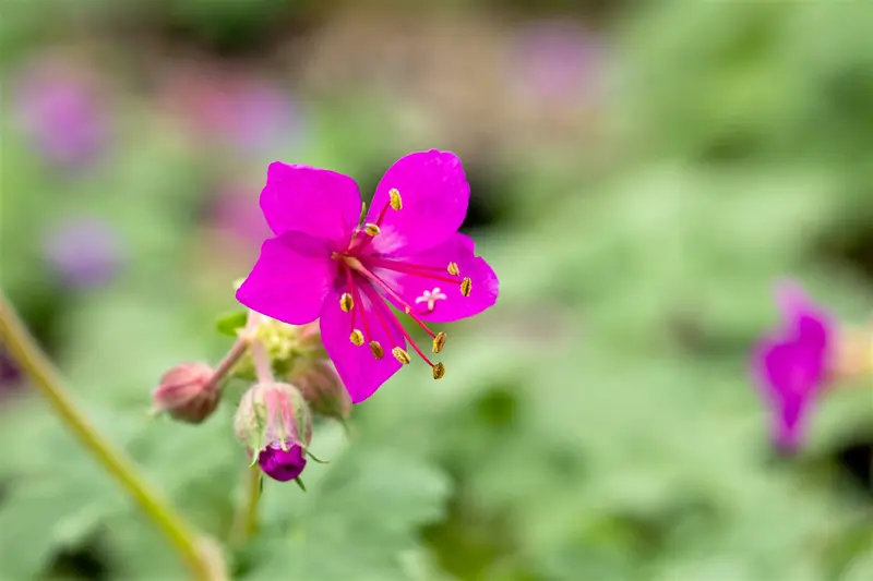 geranium macr. 'czakor' P11 - afbeelding 1