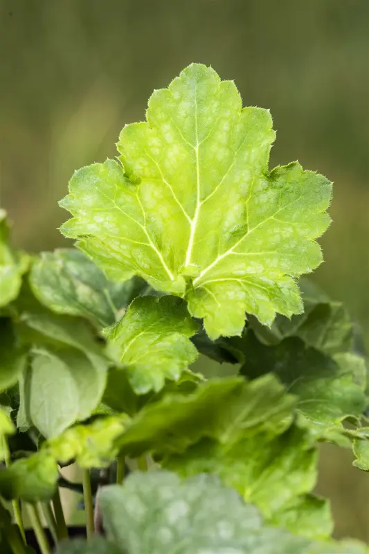 heuchera americana dales strain  P10.5 - afbeelding 3