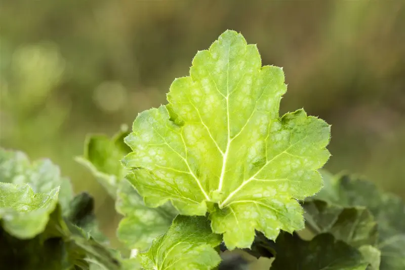 heuchera americana dales strain  P10.5 - afbeelding 2