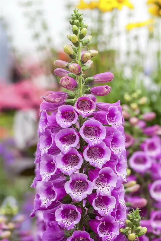 digitalis purp. 'dalmatian purple' P11 - afbeelding 1