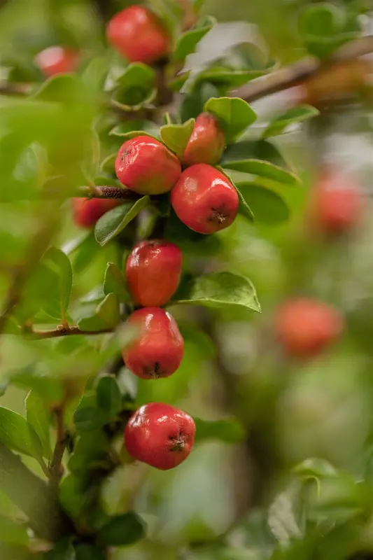 Cotoneaster dammeri 20- 25   P9 - afbeelding 1