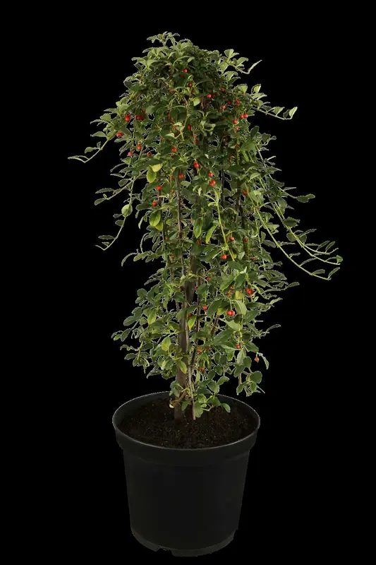 Cotoneaster dammeri 20- 25   P9 - afbeelding 2