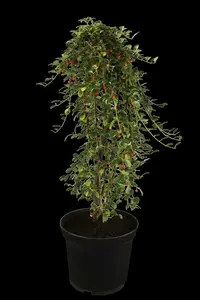 Cotoneaster dammeri 20- 25   P9 - afbeelding 2