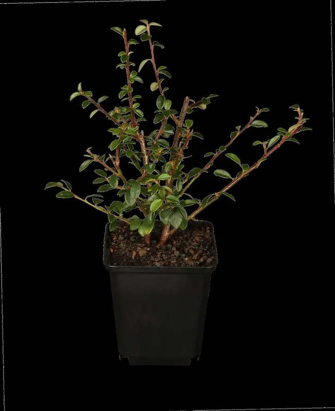 Cotoneaster dammeri 20- 25   P9 - afbeelding 3