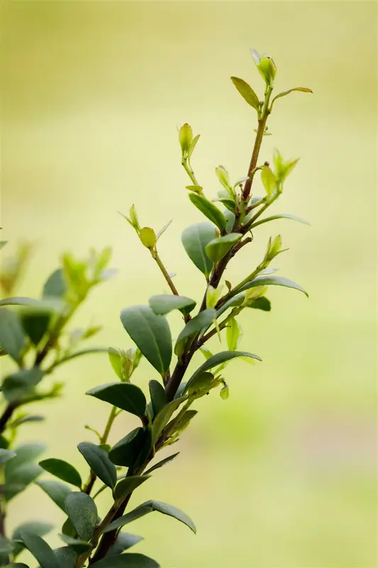 ilex cren. 'dark green'® - afbeelding 4