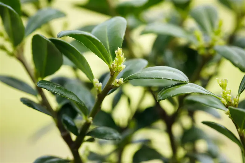 ilex cren. 'dark green'® - afbeelding 5