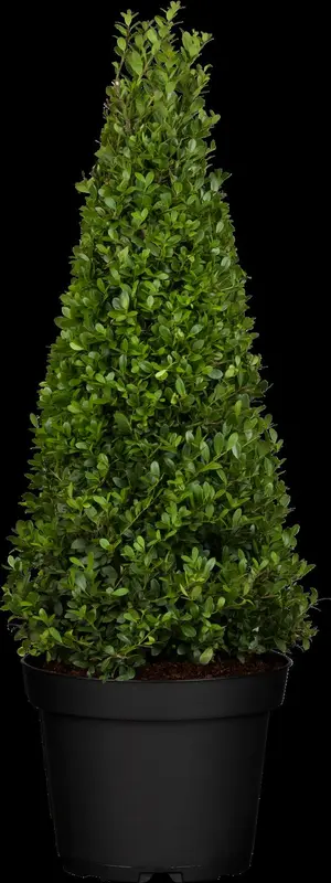 ilex cren. 'dark green'® - afbeelding 1