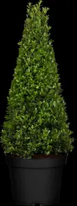 ilex cren. 'dark green'® - afbeelding 1