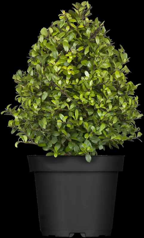 ilex cren. 'dark green'® - afbeelding 2