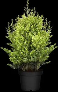 ilex cren. 'dark green'® - afbeelding 3