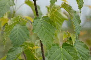 acer davidii (80-100 cm) - afbeelding 4