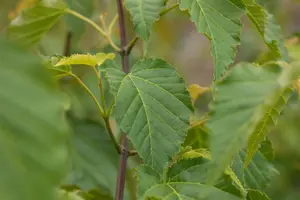 acer davidii (80-100 cm) - afbeelding 5