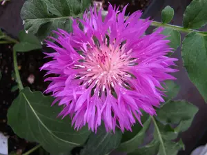 centaurea dealbata P11