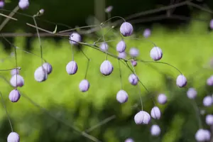 thalictrum delavayi P9