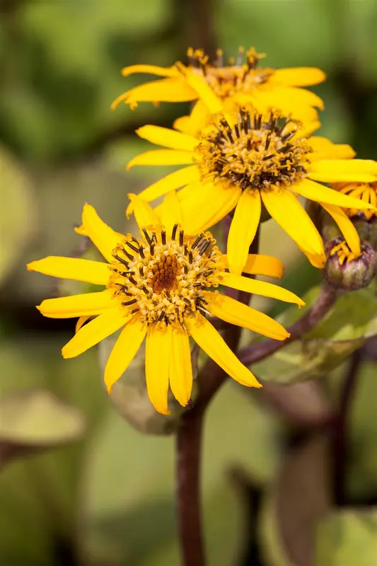 ligularia dent. 'desdemona' P9