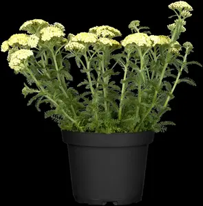 achillea millefolium desert eve light yellow P10.5