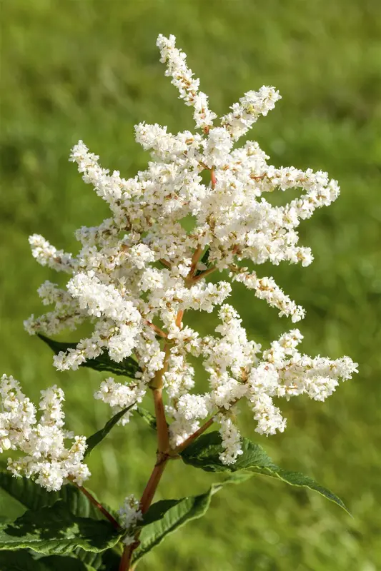 astilbe (j) 'deutschland' P11 - afbeelding 1