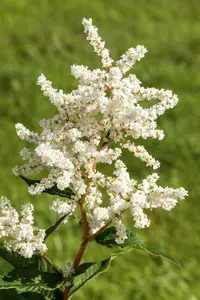 astilbe (j) 'deutschland' P11 - afbeelding 1