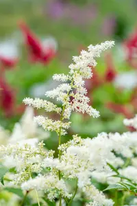 astilbe (j) 'deutschland' P11 - afbeelding 3