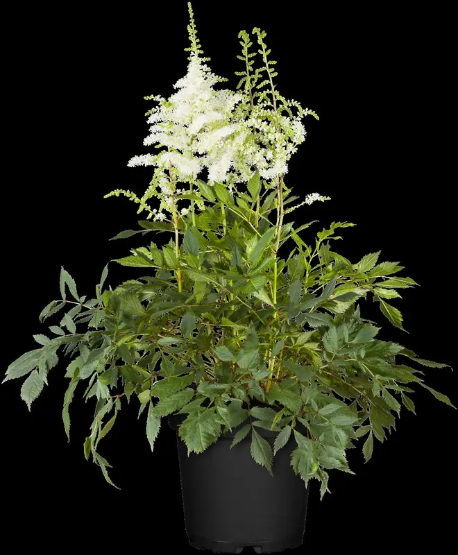 astilbe (j) 'deutschland' P11 - afbeelding 2