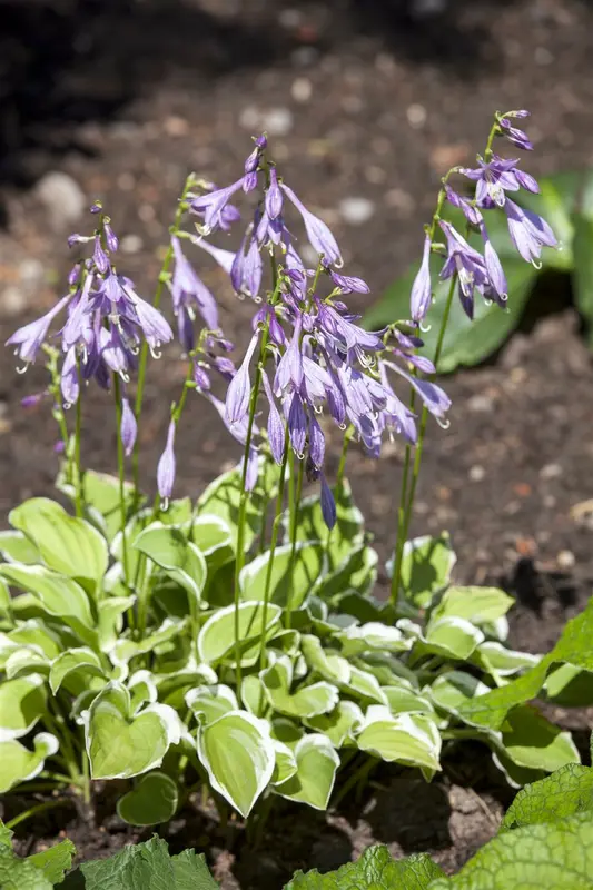 hosta hybr. 'diamond tiara' P9 - afbeelding 1