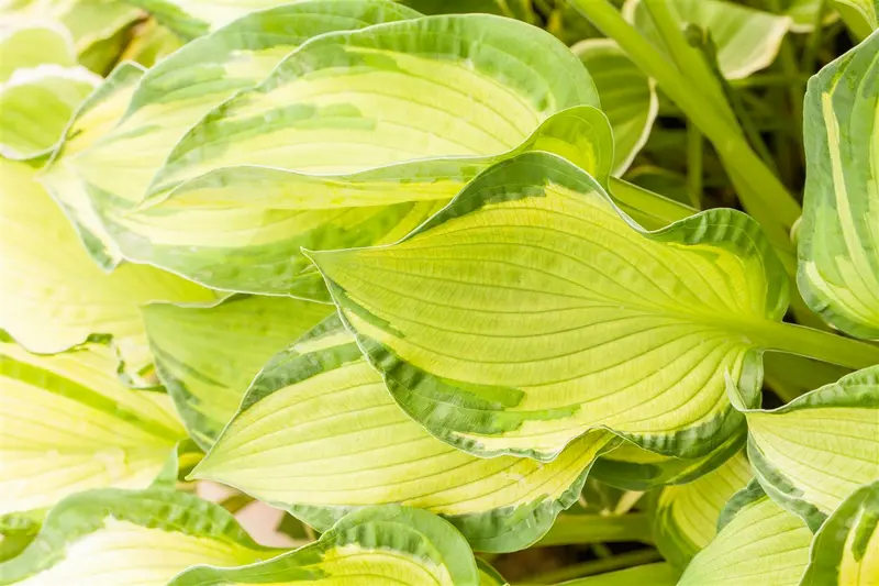 hosta hybr. 'diamond tiara' P9 - afbeelding 3