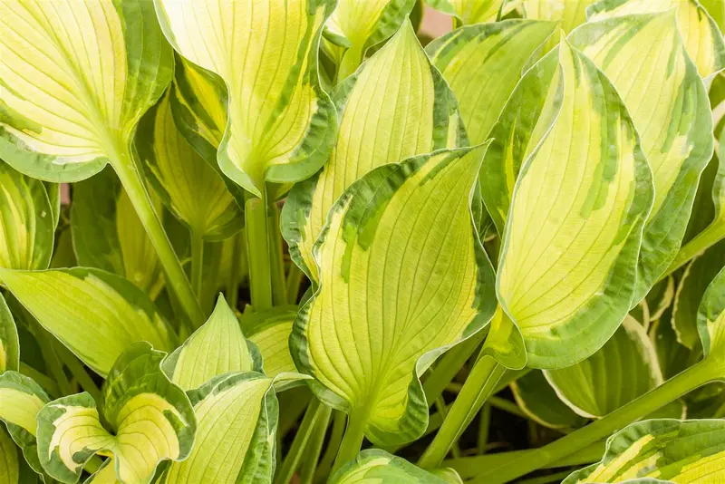 hosta hybr. 'diamond tiara' P9 - afbeelding 4