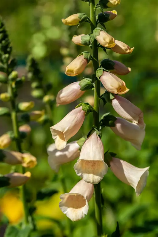 digitalis purpurea peach P10.5 - afbeelding 2