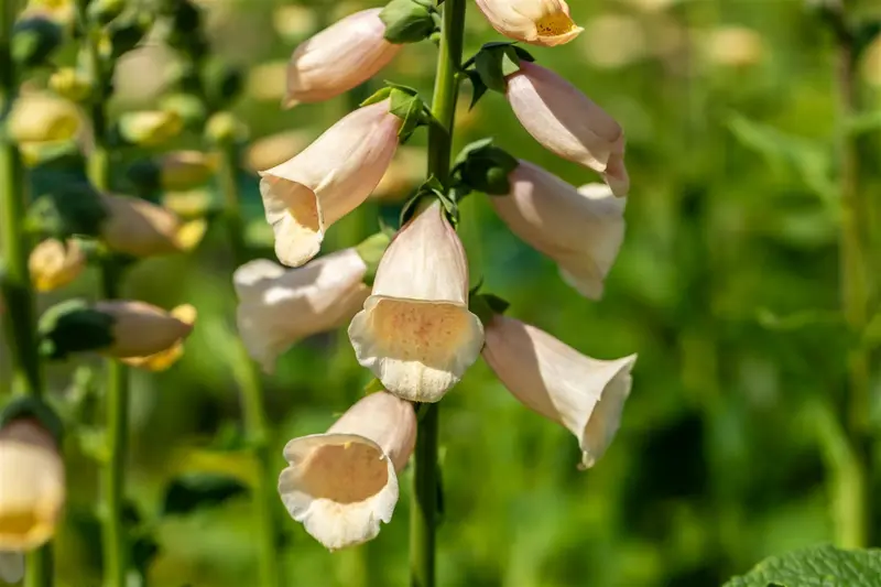 digitalis purpurea peach P10.5 - afbeelding 1