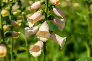 digitalis purpurea peach P10.5 - afbeelding 1