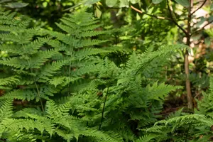 dryopteris dilatata ( austriaca) P9